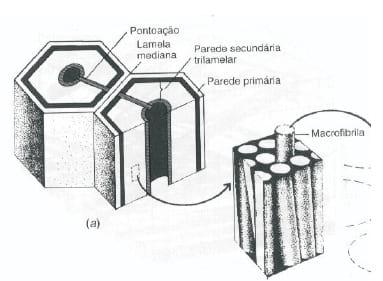 Forrageiras: Principais Fatores de Antiqualidade. - Image 6