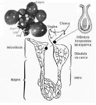 Coleta de sêmen e inseminação artificial em galinha - Image 8