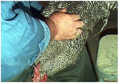 Coleta de sêmen e inseminação artificial em galinha - Image 4