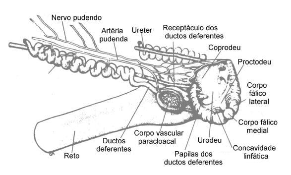 Coleta de sêmen e inseminação artificial em galinha - Image 2