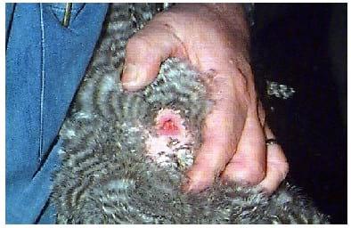 Coleta de sêmen e inseminação artificial em galinha - Image 6