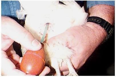 Coleta de sêmen e inseminação artificial em galinha - Image 9