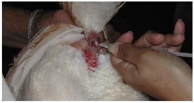 Coleta de sêmen e inseminação artificial em galinha - Image 7
