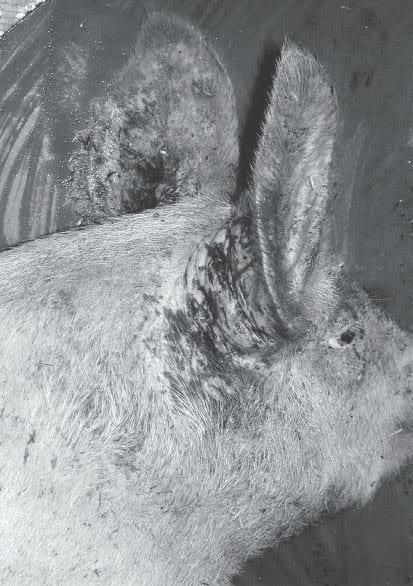 Surto de aflatoxina em suínos no Estado do Rio Grande do Sul - Image 1