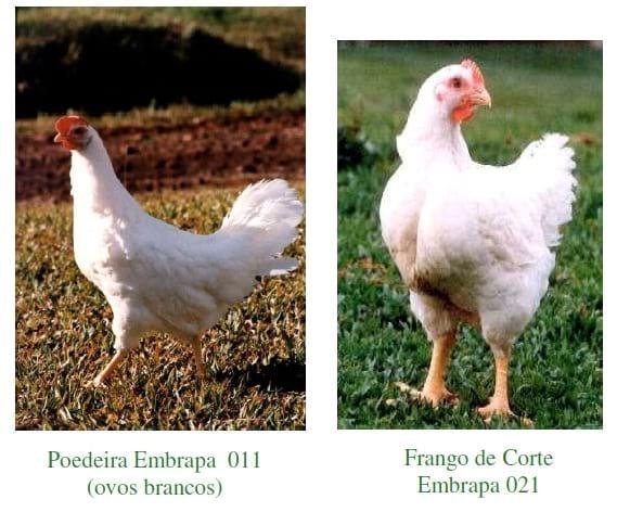 Raças e Linhagens de Galinhas para Criações Comerciais e Alternativas no Brasil - Image 5