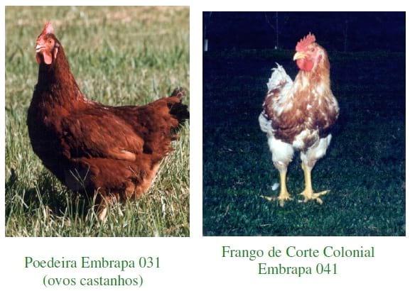 Raças e Linhagens de Galinhas para Criações Comerciais e Alternativas no Brasil - Image 6