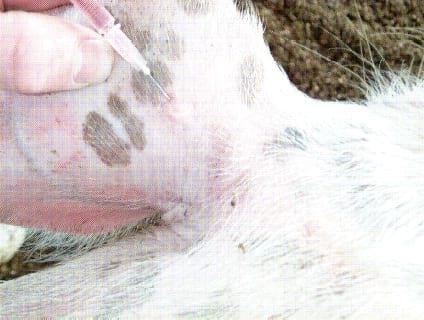 Execução e interpretação da prova tuberculínica pareada em suínos, com tuberculina aviária e bovina. - Image 1