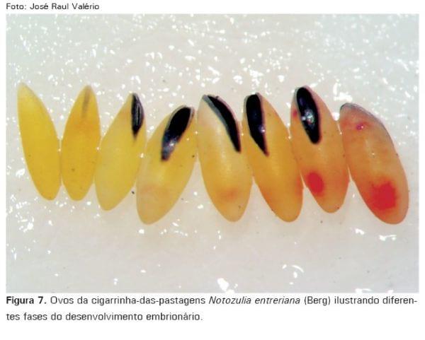Cigarrinhas-das-pastagens - Image 7