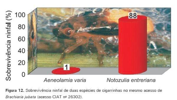 Cigarrinhas-das-pastagens - Image 12