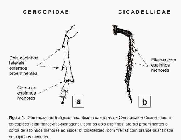 Cigarrinhas-das-pastagens - Image 1