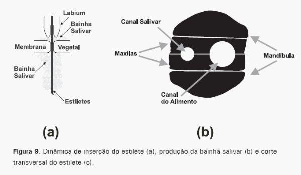 Cigarrinhas-das-pastagens - Image 9