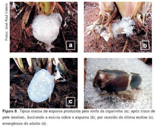 Cigarrinhas-das-pastagens - Image 8