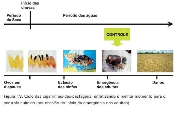 Cigarrinhas-das-pastagens - Image 13