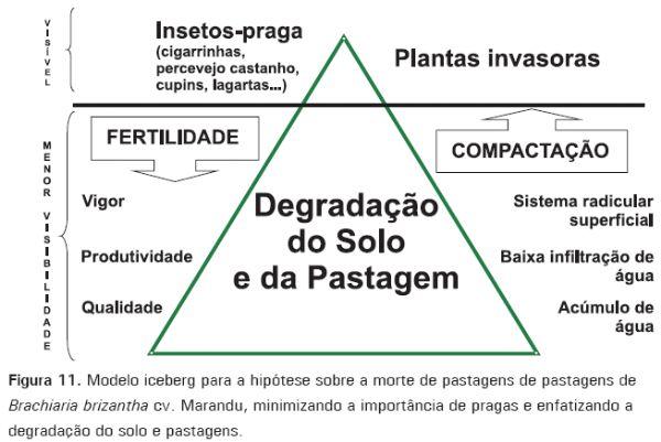Cigarrinhas-das-pastagens - Image 11