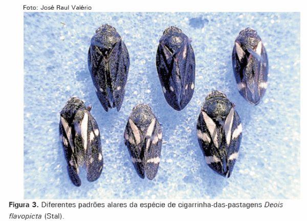 Cigarrinhas-das-pastagens - Image 3