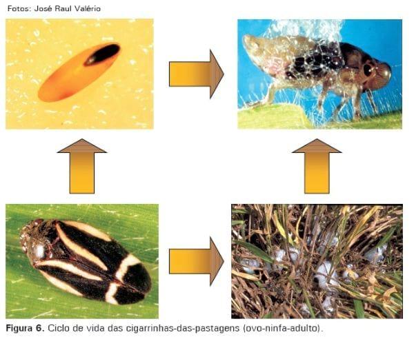 Cigarrinhas-das-pastagens - Image 6