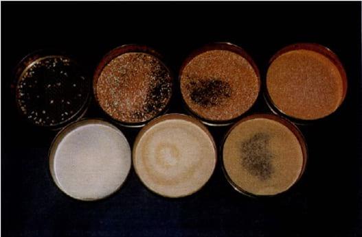 Método de determinação da granulometria de ingredientes para uso em rações de suínos e aves - Image 5