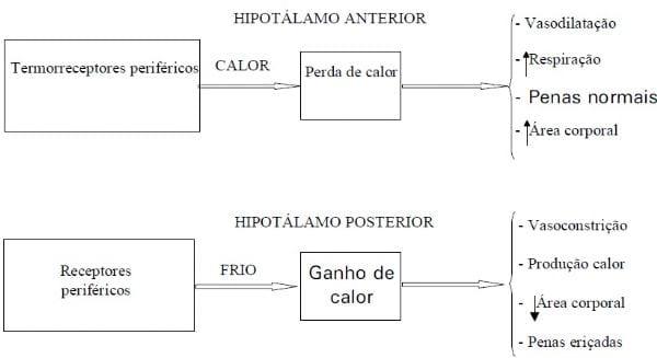 Conforto Térmico para Aves - Image 5