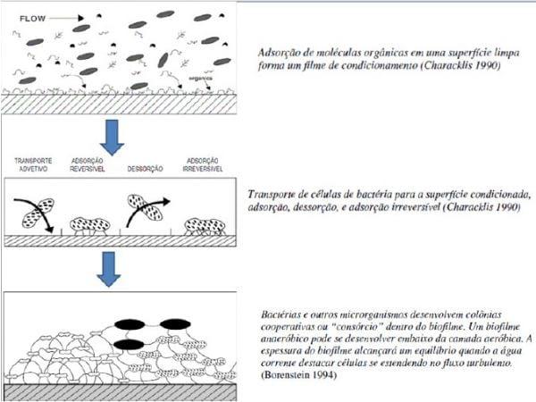 Qualidade de Água de Bebida e Biofilmes na linha de água para Animais de Produção - Image 3