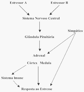 Bem-Estar das Aves e Suas Implicações sobre o Desenvolvimento e Produção - Image 3
