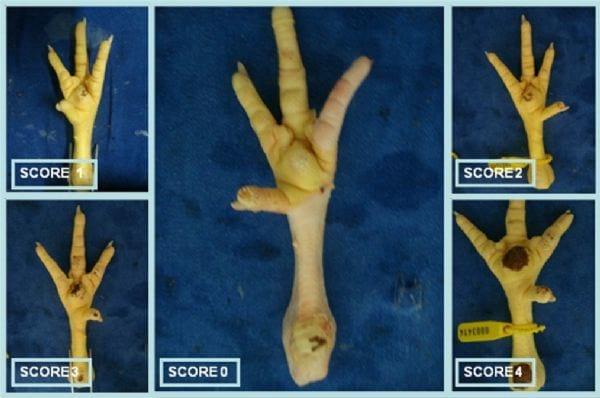 Efeito da linhagem e sexo no desempenho e na frequência de pododermatite em frangos de corte - Image 1