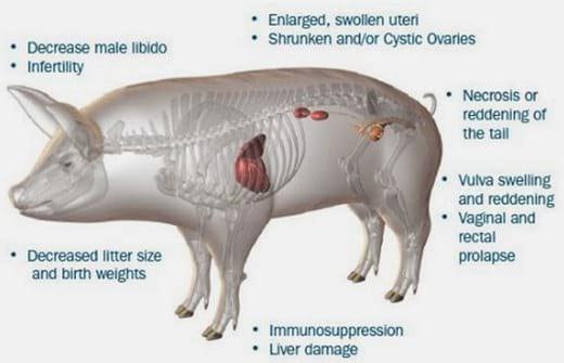 Toxicidade por Zearalenona, um Fator Significativo para Prejuízos Reprodutivos em Suínos - Image 1