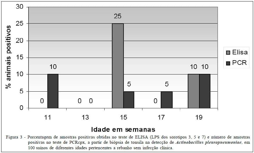 Reação em Cadeia da Polimerase (PCR) baseada no gene cpx para detecção de Actinobacillus pleuropneumoniae em suínos natural e experimentalmente infectados - Image 4
