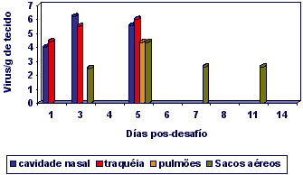 Pneumovirose em Frangos de Corte – Um novo conceito em Proteção - Image 1