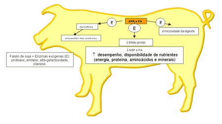 Enzimas: uma alternativa viável para enfrentar a crise na suinocultura - Image 1