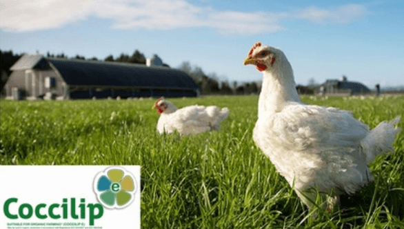Suplementação com Coccilip melhorou numericamente o peso das aves - Image 1