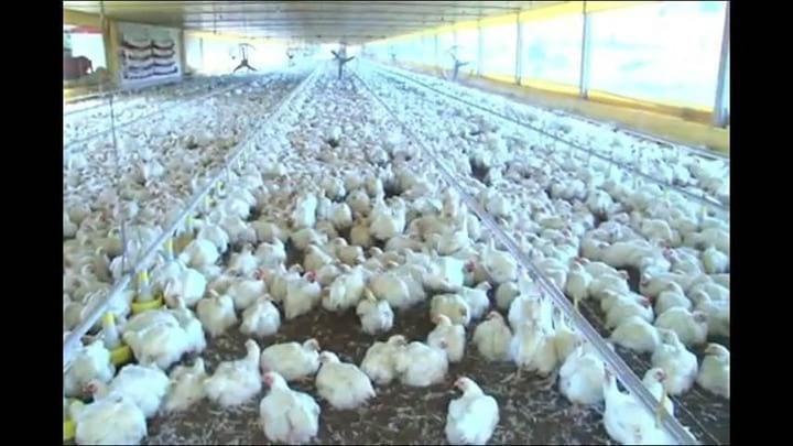 Vídeo Embrapa: Projeto Frango Aurora.