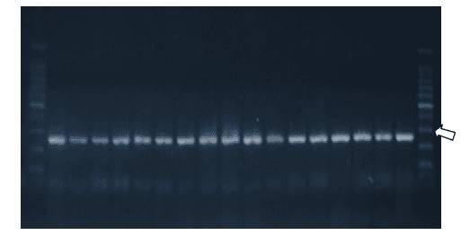 Pesquisa de genes de virulência em salmonella hadar em amostras provenientes de material avícola - Image 4