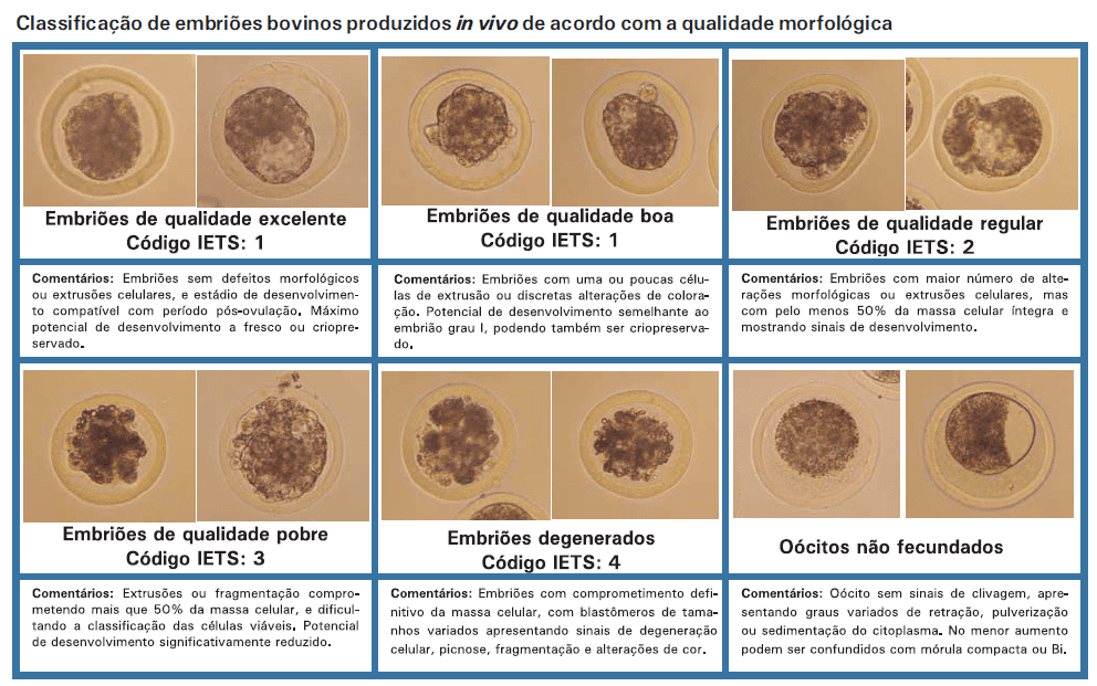 Classificação de embriões bovinos produzidos in vivo - Image 3