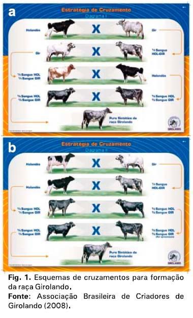 Raças e tipos de cruzamentos para produção de leite - Image 3