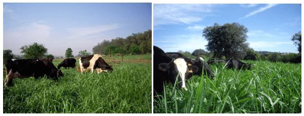Pastejo rotacionado de capim-tanzânia para vacas leiteiras - Image 1