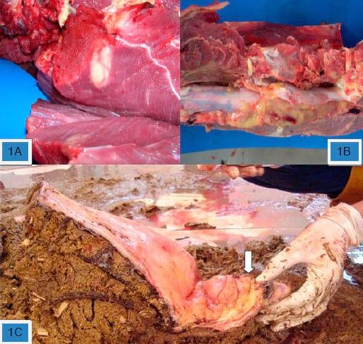 Indigestão vagal causada por linfossarcoma em bovino. - Image 1