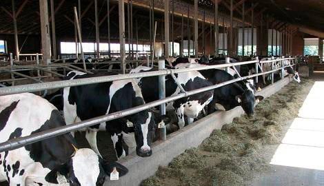 Centro de ensino e pesquisa leiteira DA UBC, Canadá: Modelo para realizar pesquisas na produção sustentável de gado de leite. - Image 2