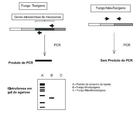 Detecção de fungos filamentosos produtores de aflatoxinas utilizando a reação em cadeia da DNA Polimerase (PCR) - Image 1