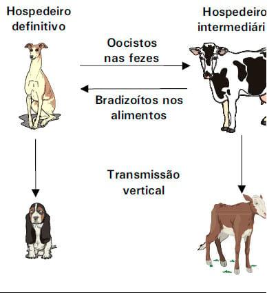 Neosporose: um possivel problema reprodutivo para o rebanho bovino - Image 1