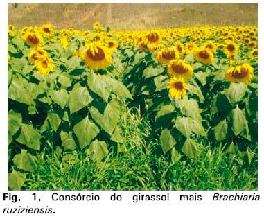 Integração lavoura-pecuária: a cultura do girassol consorciada com Brachiaria ruziziensis - Image 1