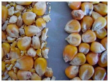Efeito do beneficiamento no teor de micotoxinas em grãos de milho - Image 3