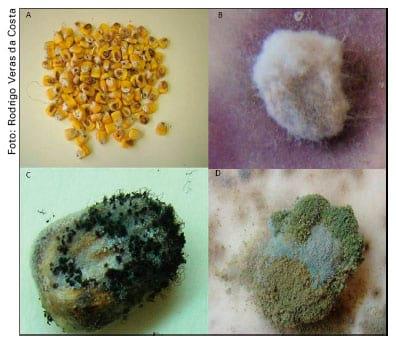 Recomendação de cultivares de milho para a resistência a grãos ardidos - Image 2