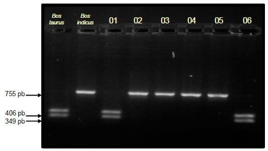 Caracterização de um rebanho Gir Leiteiro quanto à origem do DNA Mitocondrial (mtDNA) - Image 1
