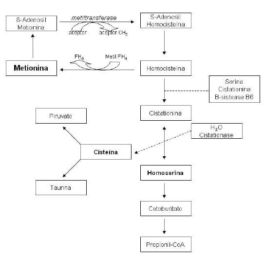 Utilização da DL-Metionina e Metionina Hidroxi-Análoga na alimentação de aves - Image 1