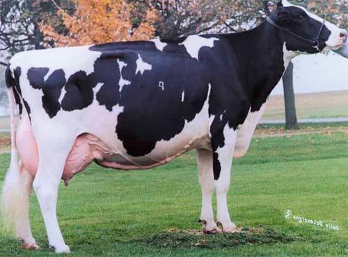 Somatotropina e a produção de leite em vacas da Raça Holandesa - Image 1