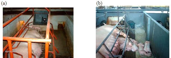 Uso de ardósia na construção de celas de maternidade para suínos: II - ambiente térmico e avaliação dos ruídos - Image 1