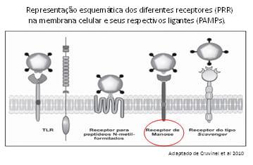 Imunidade dos leitões recém-nascidos, interações com MOS e Imunoglobulinas do ovo ( IgY) - Image 3