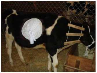 Comportamento de autolimpeza e infestação por carrapato em bovinos da raça Holandesa - Image 1