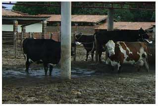 Influência do ambiente no conforto de vacas leiteiras - Image 1