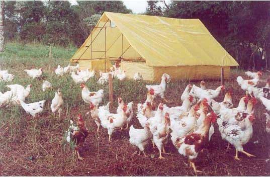 Recomendações técnicas para a produção, abate, processamento e comercialização de frangos de corte coloniais - Image 3